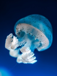 Soft blue 