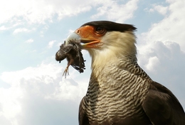 Predador & Presa 