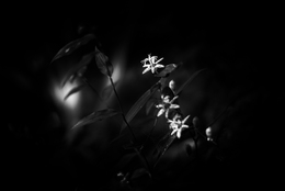 Tricyrtis affinis 