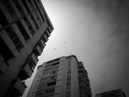 Sky birds - Freedom 