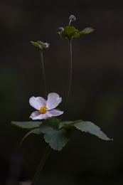 Japanese Anemone 1 