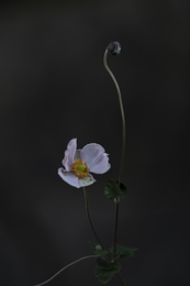 Japanese Anemone 2 