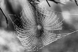 LUTA PELA SOBREVIVÊNCIA 