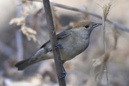 Toutinegra-de-barrete 