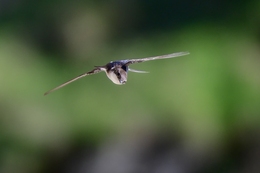 Andorinha-dos-beirais 