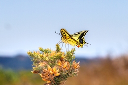 PAPILIO MACHAON 