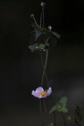 Japanese anemone, reaching ever upward. 