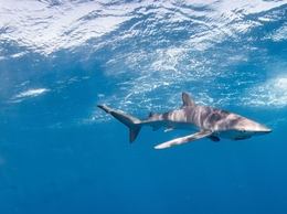 Tubarão-seda (Carcharhinus falciformis) 