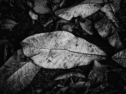 Fallen Leaves 