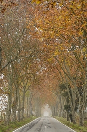 Alameda de plátanos 