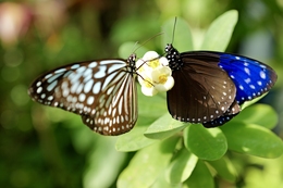 two butterflies 