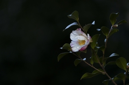 Sazanka's Luminous Path 