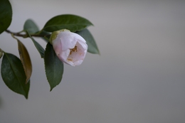 Faint Blush of Camellia 
