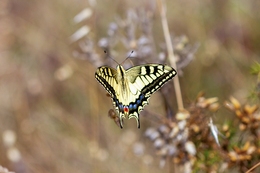 Papilio Machaon 