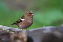 Macho de Tentilhão-comum 