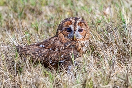 CORUJA DO MATO, JUVENIL 