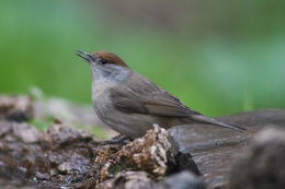 Toutinegra-de-barrete 