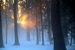 The end of a foggy day 