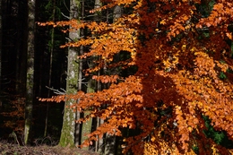 Serra da Estrela no Outono 