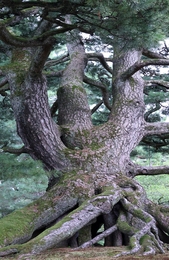 Centennial pine tree 