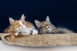 NO REINO DA DIONE E DO MITCH 