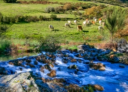 COVÃO DA PONTE - RIO MONDEGO 