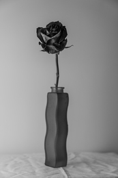 Rosa, sette dicembre 