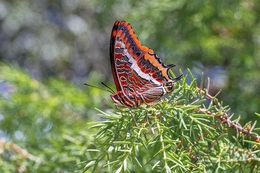 BORBOLETA DO MEDRONHEIRO 