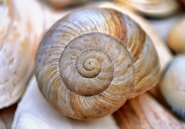 A Natureza e a Matemática. 