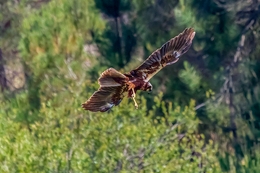 ÁGUIA SAPEIRA EM ACÇÃO 