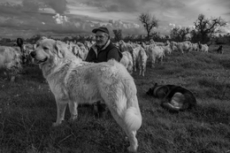 quatro guardiões para um rebanho 
