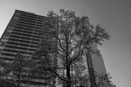 Liriodendron tulipifera 