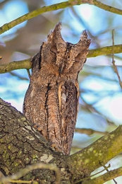 Mocho-pequeno-d’orelhas 