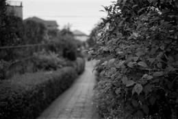 Ilex serrata (on film) 