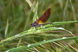 LIBELINHA DOS RIACHOS 