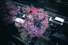 Cherry Blossoms in Tokyo 