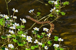 Cobra-de-água-viperina 