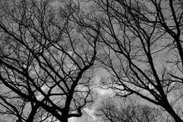 Early Spring Silhouette 