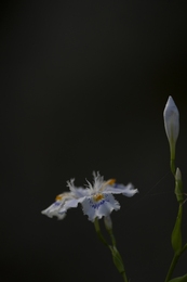 The Awakening of the Iris Japonica 