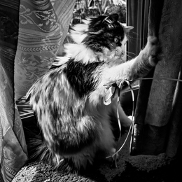 The Struggle with the Drape 