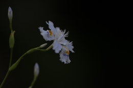 Dignity of Fringed Iris, Clad in Night 