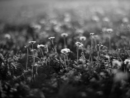 Jardim Mágico_Magic Garden 