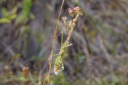 O MESTRE DO DISFARCE 