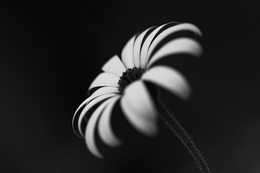 African Daisy 