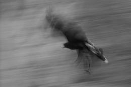 The flight 