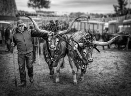 Gado bovino na feira 