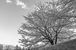 Somei-yoshino II 