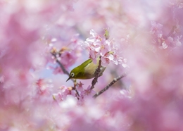 The coming of spring 