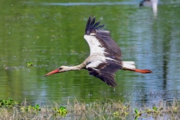 Cegonha-branca 