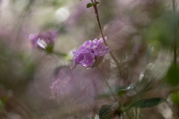 Flores do meu jardim! 